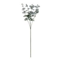 Eucalyptus_tak___1st_1